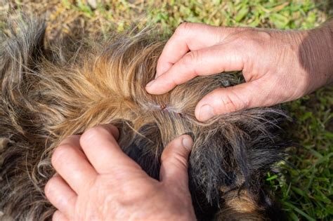 Puede Una Picadura De Garrapata Hacer Que Un Perro Cojee