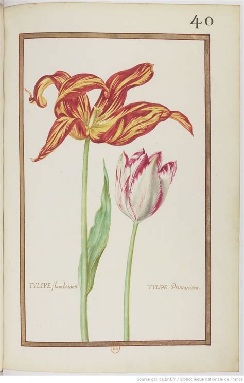 F 40 Tulipe Flamboiante Tulipe Printaniere Recueil De Fleurs Et D