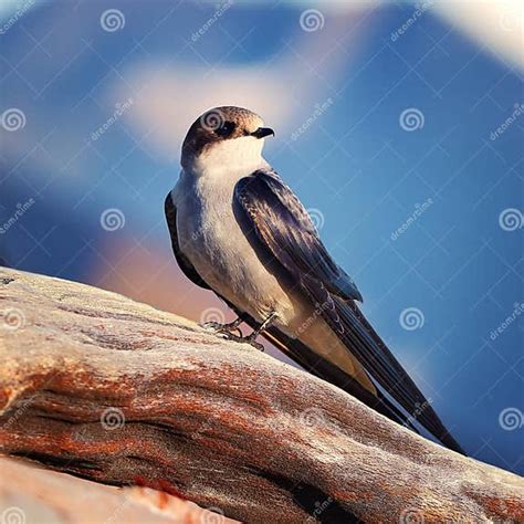 alpine swift bird ai generated stock illustration illustration