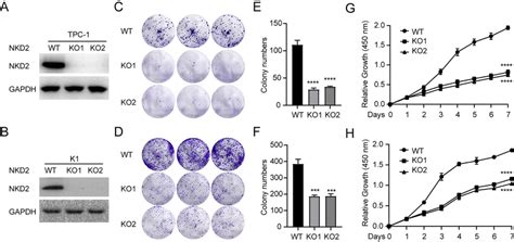 NKD2 Overexpression Enhances THCA Cell Proliferation TPC 1 And K1