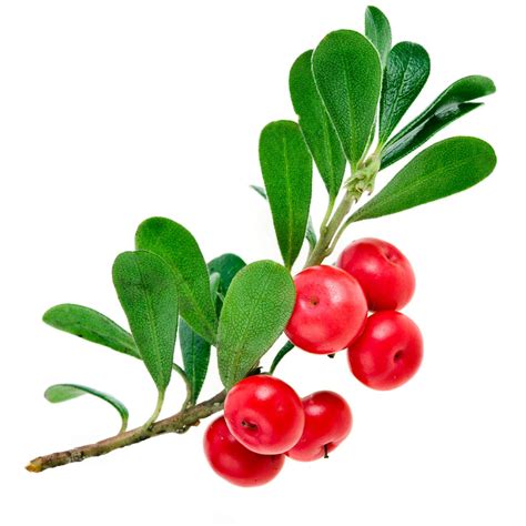 Bearberry loose leaf Herb