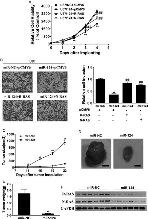 Overexpression Of MiR 124 Inhibits Cell Growth Invasion And Tumor