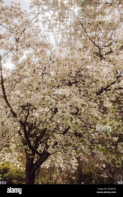 white cherry blossom tree Stock Photo - Alamy