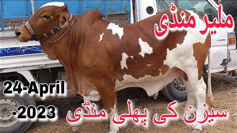 Malir Mandi Karachi Cattle Latest Rates Update 25 April 2023 Cow