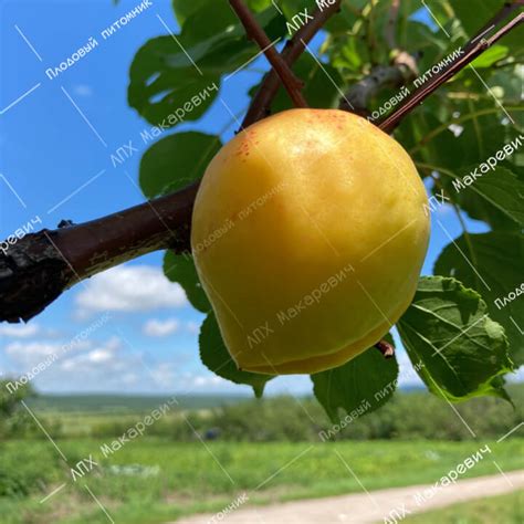 huang xing plodovyy pitomnik makarevich  ussuriysk