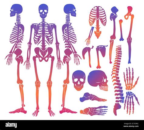 Human Grave Skeleton High Resolution Stock Photography And Images Alamy