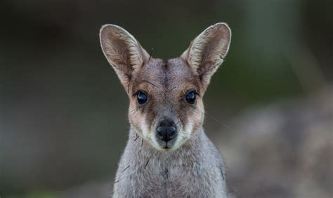 50 Hình Nền Chuột Túi Kangaroo đẹp Và Dễ Thương Chia Sẻ Kiến Thức Điện Máy Việt Nam