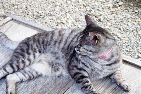 2月22日は“猫の日”♪ 京都の猫にまつわる社寺＋ミュージアム｜そうだ 京都、行こう。