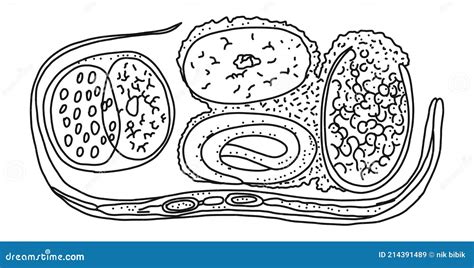 Euglena Vector Illustration Labeled Microorganism Structure Or