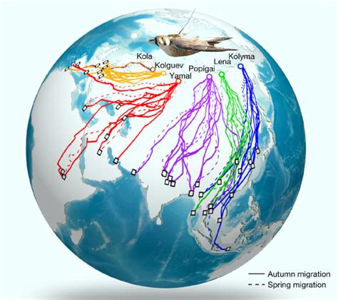 Biologists Find Evidence of Migration Gene in Birds | Sci.News