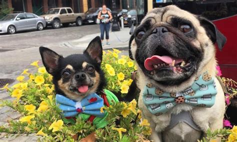 How To Save Money When Traveling With Dogs Boogie The Pug