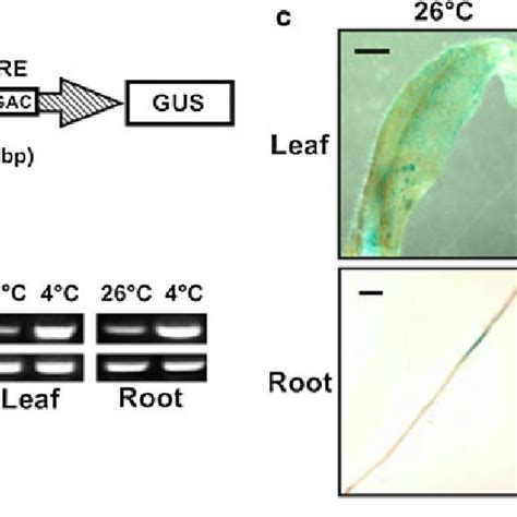 Histochemical Localization Of Gus Activity In Transgenic Tobacco Plants