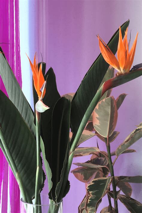 Bird Of Paradise Guide How To Care For A Bird Of Paradise Plant Backyard Boss