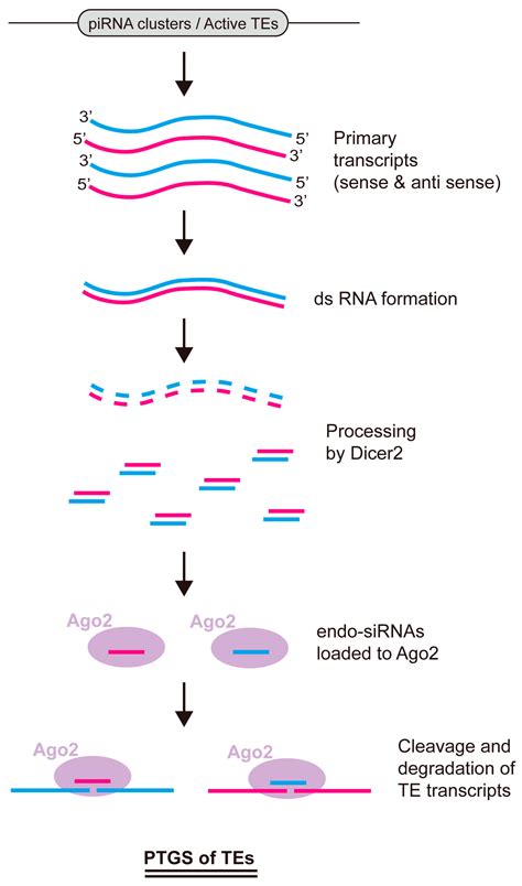 Ijms Free Full Text Small Rna Pathways That Protect The Somatic Genome