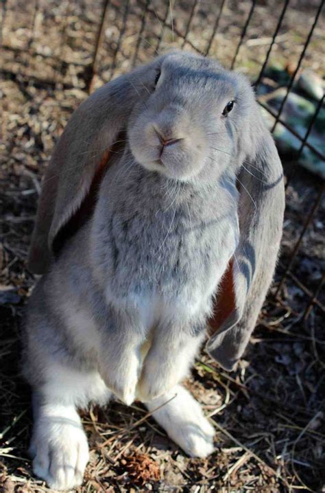 64 best Rabbit Breeds images on Pinterest | Rabbit breeds, Bunnies and ...