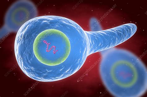 Tetanus Bacteria Illustration Stock Image F Science