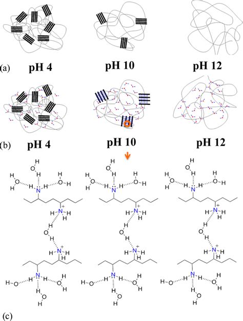 A Sketch Of Crystalline And Amorphous Polymer States At Different