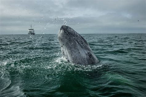 'Unusual' number of humpback whales are dying along the Atlantic