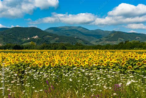 Paesaggio tipico Toscano con Girasoli - Typical Tuscan landscape Stock ...