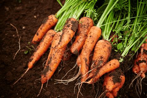 A Beginners Guide To Growing Carrots Indoors In 5 Easy Steps