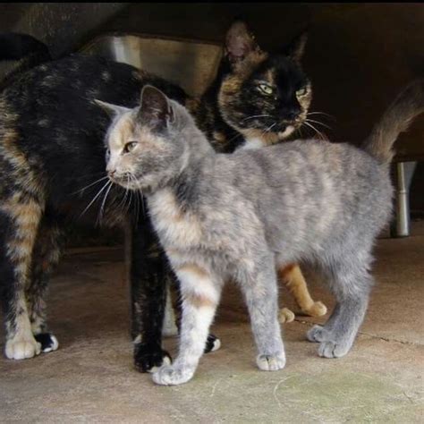 Lilac Tortoiseshell Cat