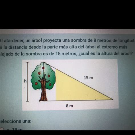 Al atardecer un árbol proyecta una sombra de 8 metros de longitud Si