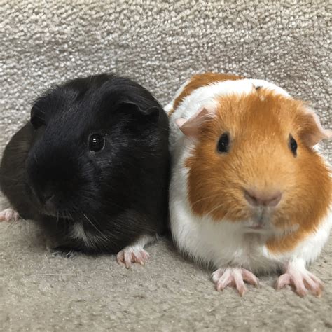 Siblings time! 💜 | Cute guinea pigs, Guinea pigs, Baby guinea pigs