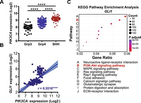 Pik Ca Expression Is Elevated In The Shh Subgroup And Correlates With