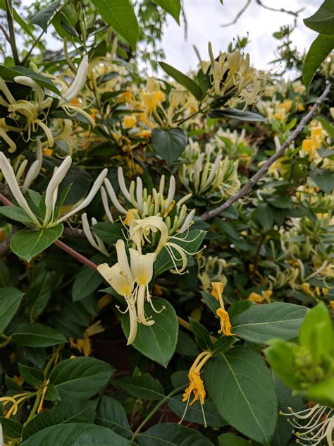 Lonicera Japonica ‘halliana Aka Japanese Honeysuckle Vine Herselfs