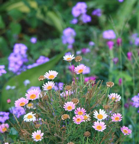 Free Images Grass Field Lawn Meadow Prairie Flower Purple Herb