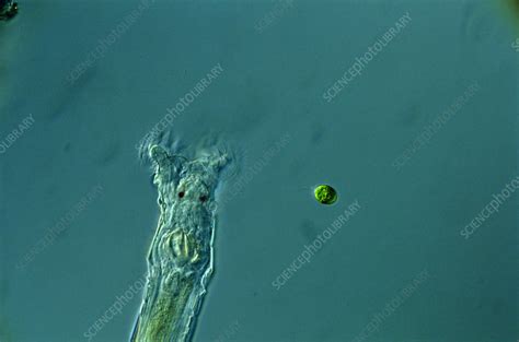 Freshwater Rotifer Stock Image Z1750075 Science Photo Library