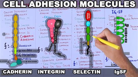 Cell Adhesion Molecules Structure And Types Youtube