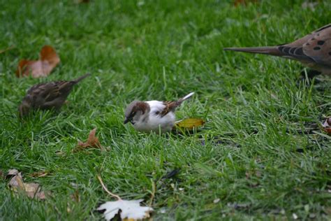 leucistic house sparrow - FeederWatch