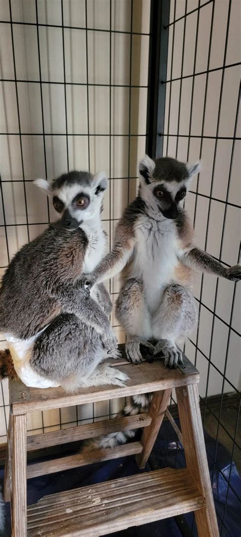 Male and Female Lemur - Bonded Pair