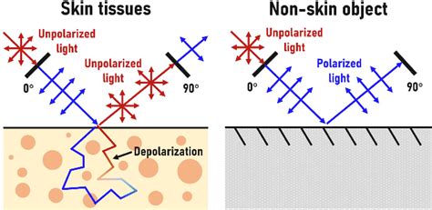 Figure 3 From Multispectral Depolarization Based Living Skin Detection