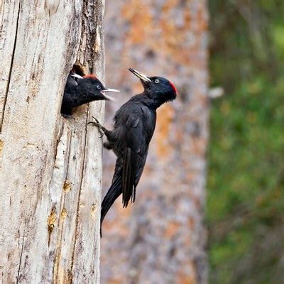 Z Glete Einer Spechtfamilie Im Bremer Burgergemeinde Bern