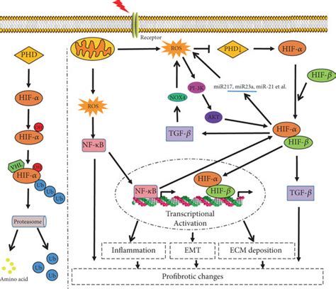 Contribution Of Oxidative Stress To Hif Mediated Profibrotic Changes