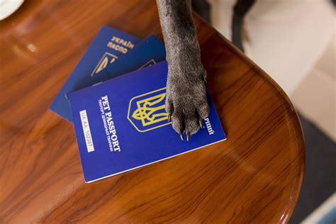 Como transportar pet em viagens de avião MKD Viagens Passagem Aérea