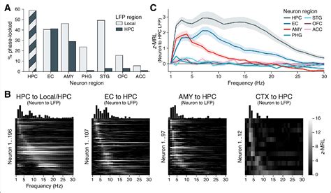 Figure 3 From MTL Neurons Phase Lock To Human Hippocampal Theta