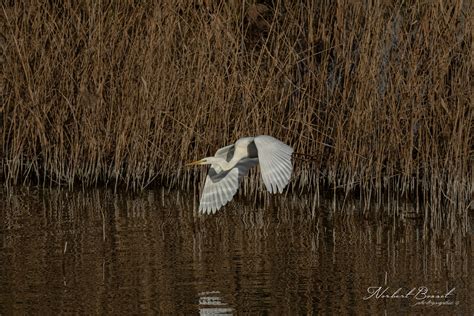 Grande Aigrette Ardea Alba Great Egret Norbert Bosset Flickr