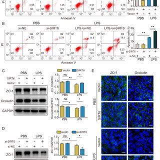 Sirt Alleviates Inflammation And Enhances Autophagy In Lps Induced