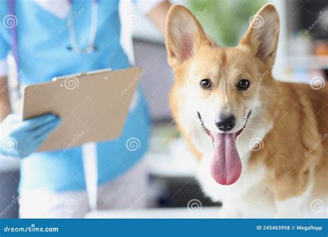 Veterinarian Conducts Medical Examination Of Dog In Veterinary Clinic