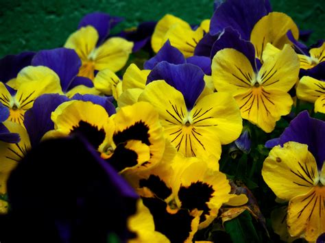 Immagini Belle Natura Fiorire Bianca Foglia Fiore Petalo