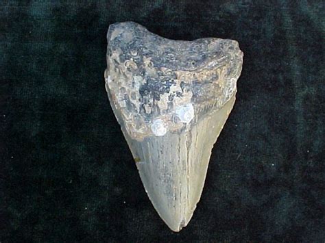 Massive 4+ Fossil Prehistoric Shark Tooth, #1585 Sharks Teeth – Tortuga ...