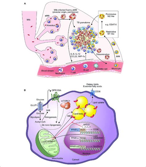 Generation Of Mtb Infected Foamy Macrophages During The Formation Of