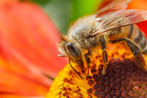 Honey Bee Covered With Yellow Pollen Drink Nectar Pollinating Flower