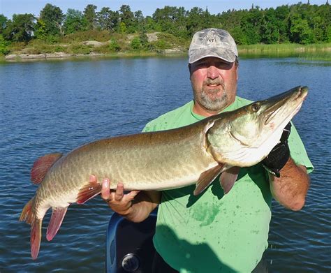 Big Muskie Caught On Potato Lake In Park Rapids Mn On 8212013