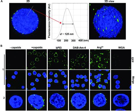 A This Representative Super Resolution Sim Image Shows Gfp Hsv 1 Download Scientific Diagram