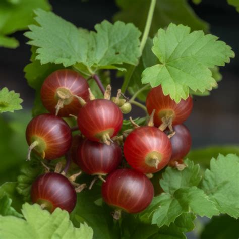 Jostaberry Gooseberry Shrub 6 Tall Seedling Live Plant Hardy