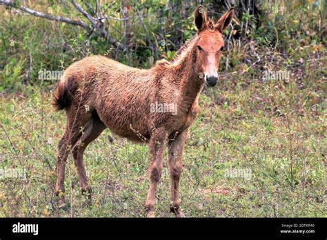 yearling mule  res stock photography  images alamy